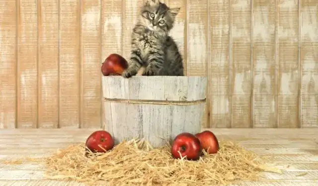 Czy koty mogą jeść jabłka - poznaj bezpieczne zasady podawania owoców