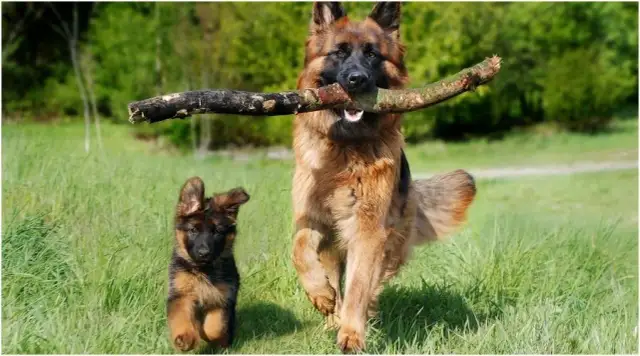 Owczarek niemiecki: Ile żyje i jak zapewnić mu długie lata?