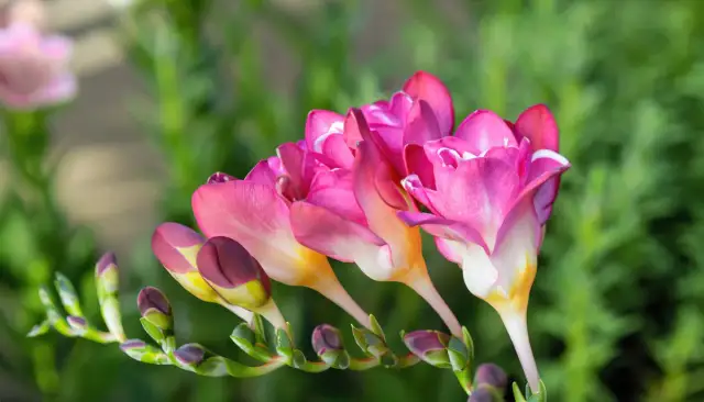 Pachnące frezje w Twoim ogrodzie? Kompletny poradnik uprawy w PL