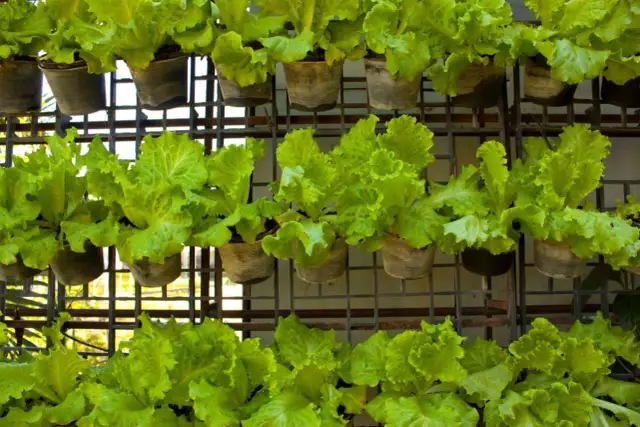 Jak sadzić sałatę w doniczce, aby uniknąć najczęstszych błędów