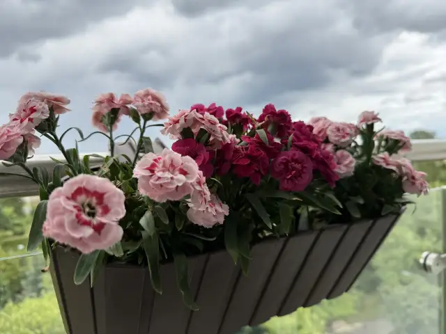 Sezon na goździki: kiedy kwitną i jak je pielęgnować, aby zachwycały