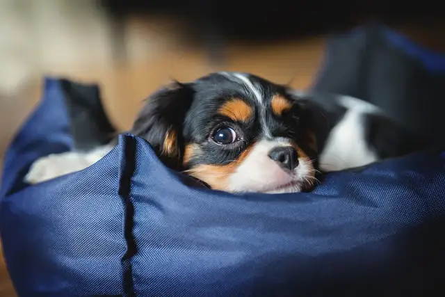 Do którego miesiąca pies jest szczeniakiem? Sprawdź, zanim będzie za późno!