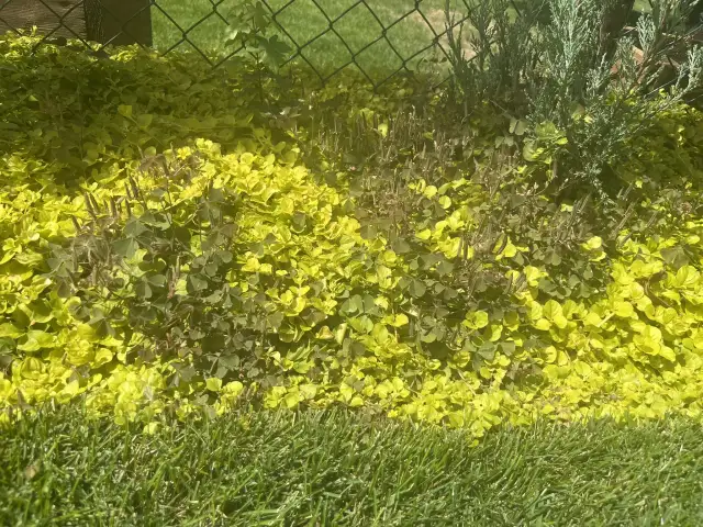 Żółte chwasty w ogrodzie? Identyfikacja i skuteczne metody