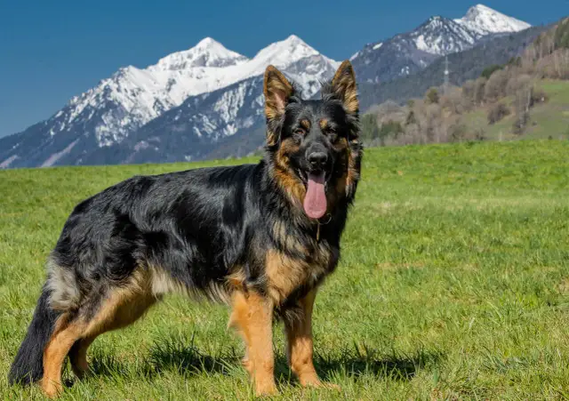 Ile powinien ważyć 3 miesięczny owczarek niemiecki? Sprawdź, co jest normą