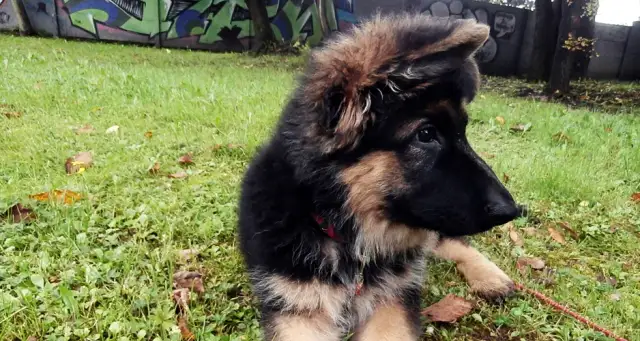 Ile szczepień szczeniak potrzebuje? Kluczowe informacje i terminy