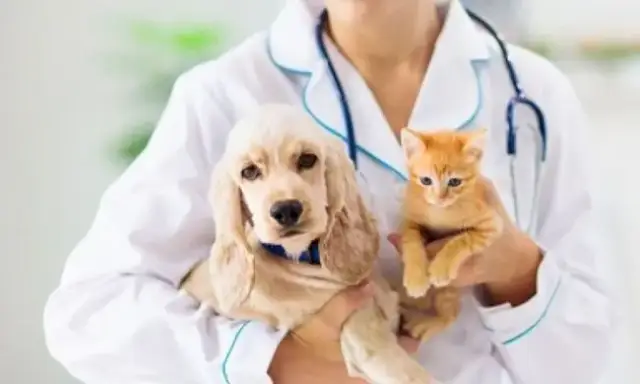 Czy weterynarz to doktor? Odkryj różnice w tytułach i kwalifikacjach