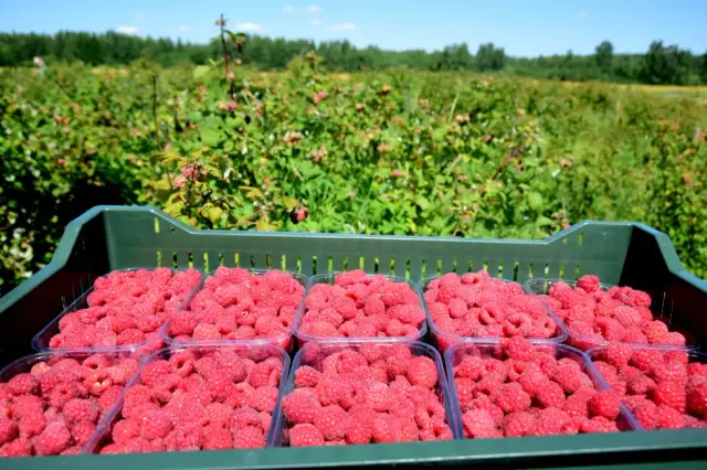 Maliny: Jak zarobić do 4000 zł? Stawki i triki.