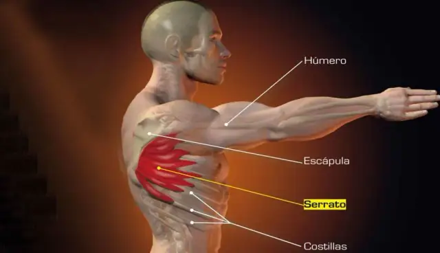 Todo sobre los músculos serratos anteriores: anatomía y funciones esenciales