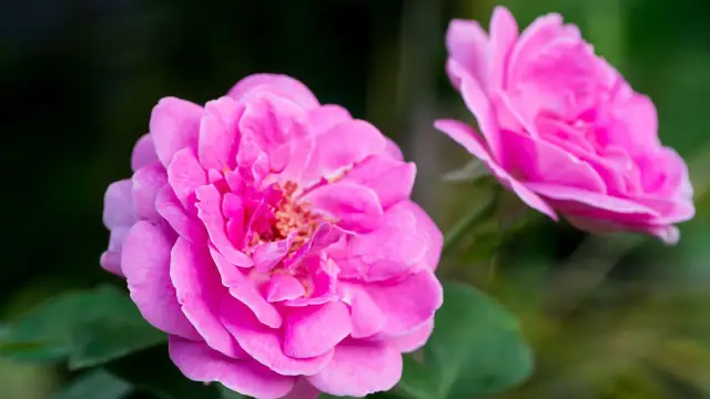 Bułgarski olejek różany: Ile kosztuje? Jak kupić oryginał w Bułgarii?