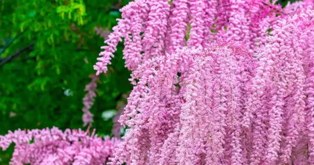 Tamaryszek w ogrodzie: jakie rośliny obok? Stwórz idealną rabatę!