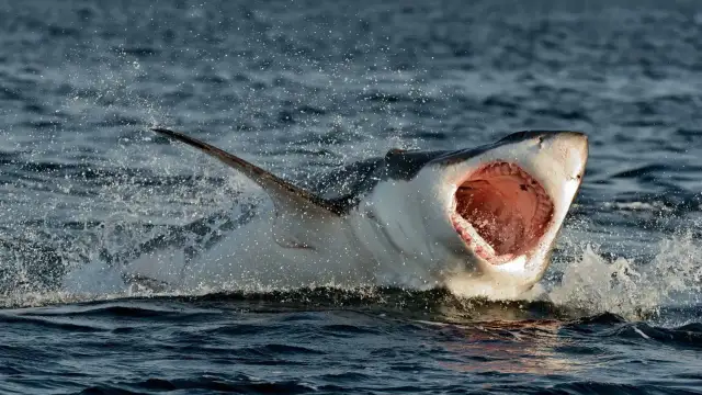 Rekiny w Bałtyku: Prawda o gatunkach i bezpieczeństwie na plaży