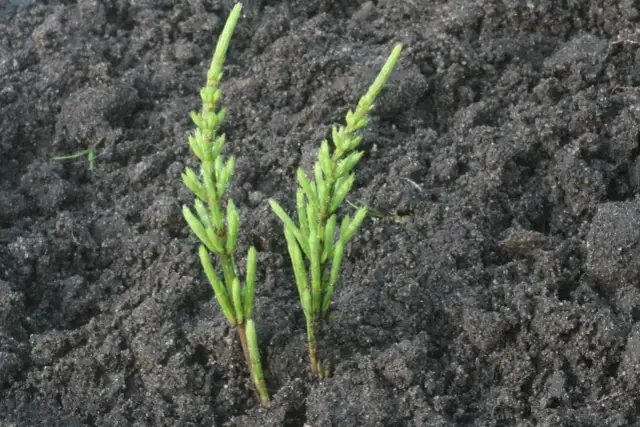 Przydrożny chwast: zaskakujące właściwości i zagrożenia dla upraw