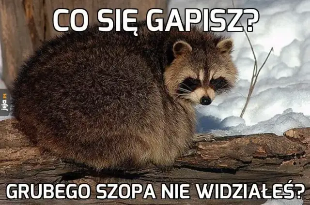 Foto Szop: Historia Kultowego Mema i Najlepsze Przeróbki