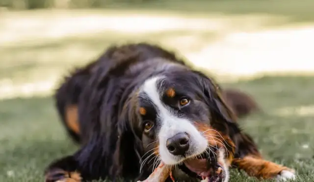 Czy pies może jeść patyki? Poznaj niebezpieczeństwa i zdrowe alternatywy