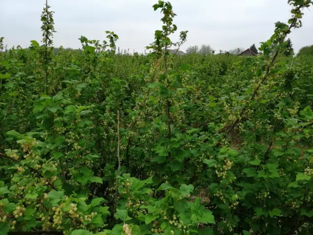 Kwitnienie porzeczki: kiedy, jak i dlaczego warto o nie dbać