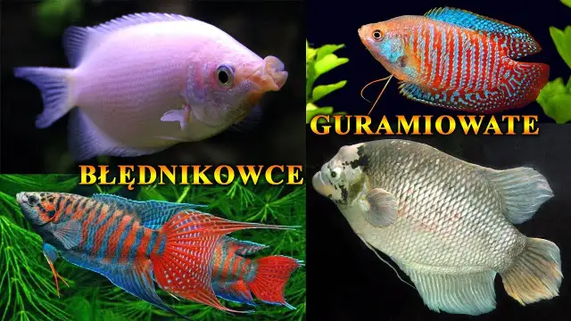 Czy gurami zjada małe rybki? Co musisz wiedzieć o ich zachowaniu