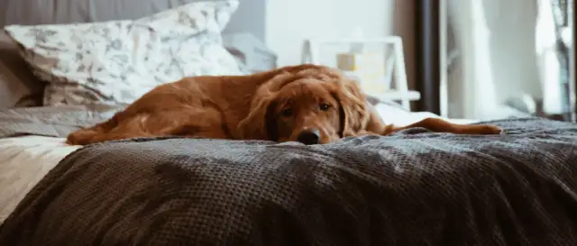 Jak usunąć sierść podczas prania ocet – skuteczne sposoby na czystość