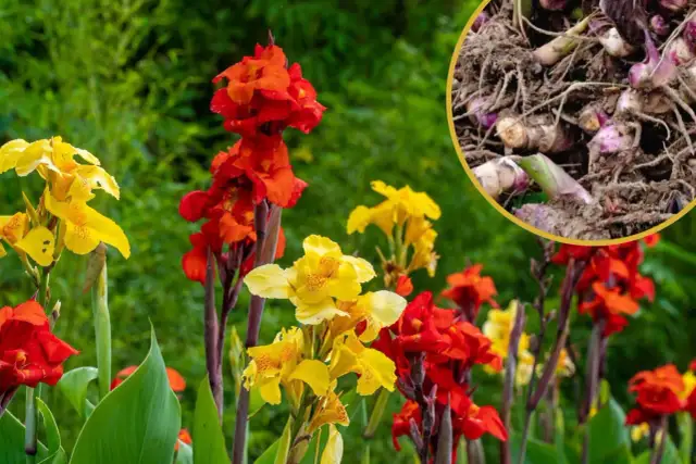 Jak sadzić kanny: proste kroki, które zapewnią piękne kwitnienie