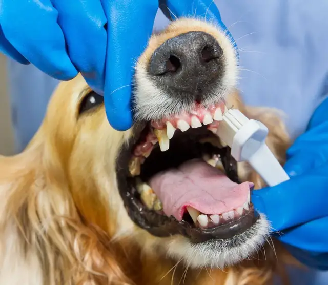 Kamień nazębny u psa: Skuteczne metody od domu po weterynarza