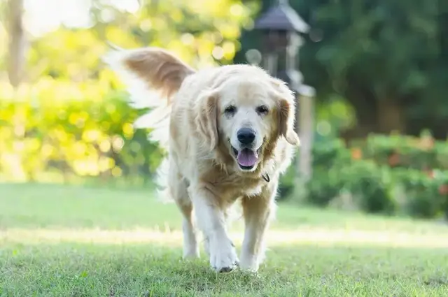 Czy golden retriever może mieszkać na dworze? Odkryj zagrożenia dla zdrowia