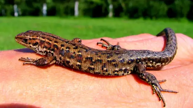 Czy jaszczurka jest gadem? Odkryj fascynujące cechy tych zwierząt