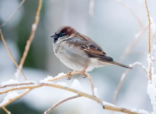 Kiedy wróble składają jaja? Terminy, lęgi i jak im pomóc