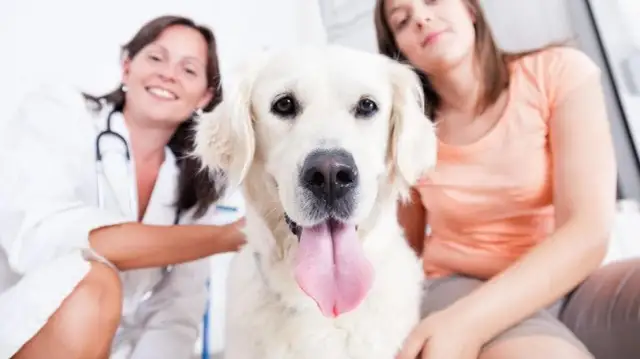 Dowiedz się co ile odrobaczać psa: praktyczny poradnik dla właściciela