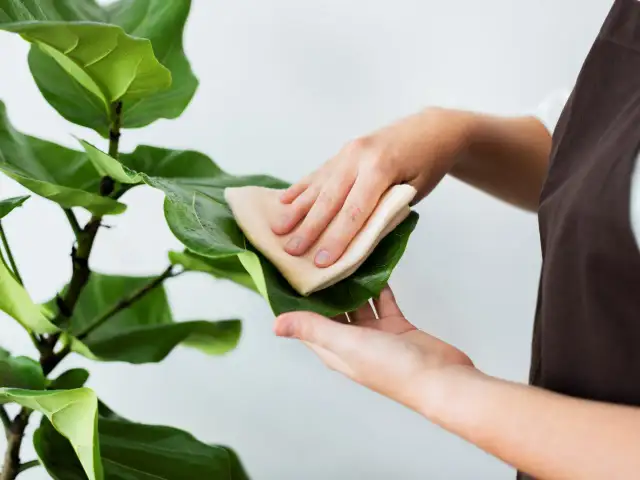 Jak czyścić liście roślin? Błyszczące i zdrowe kwiaty krok po kroku.