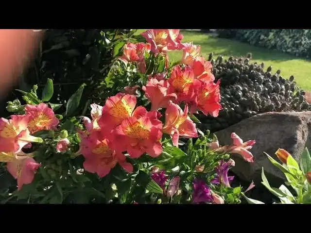 Gdzie kupić alstroemerię ogrodową: najlepsze sklepy i centra ogrodnicze