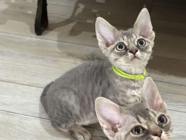 Ceny kociąt Devon Rex w hodowlach – co warto wiedzieć przed zakupem