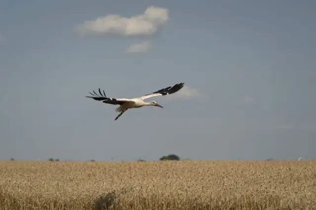 Ile lecą bociany do ciepłych krajów? Czas migracji i tajemnice podróży