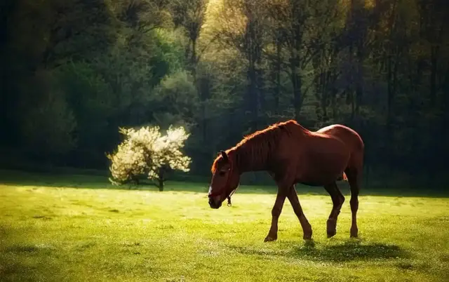 Najlepsze książki o jeździectwie dla każdego jeźdźca i poziomu umiejętności