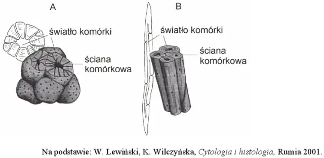 Co to jest tkanka roślinna? Poznaj jej rodzaje i funkcje w roślinach