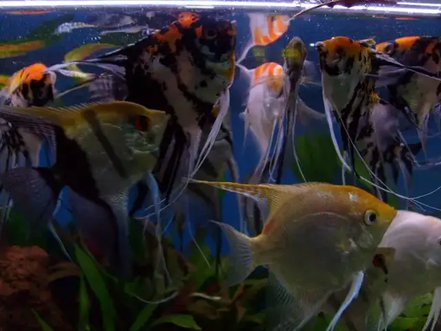 Co jedzą skalary? Odkryj najlepsze pokarmy dla zdrowych ryb