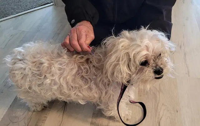 Cómo eliminar pulgas en casa: métodos efectivos y prevención fácil