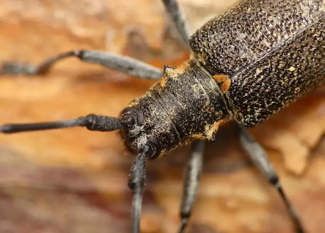Chrząszcz czym się żywi – odkryj, co jedzą te fascynujące owady
