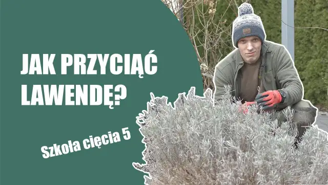 Jak przycinać lawendę po zimie? Poradnik krok po kroku