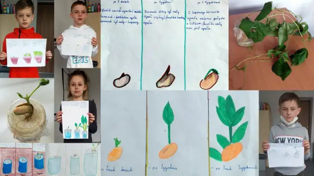 Jak zrobić eksperyment z fasolą: krok po kroku do sukcesu w nauce