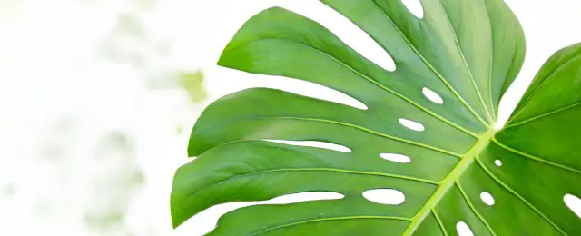 Monstera jak uprawiać - uniknij najczęstszych błędów w pielęgnacji