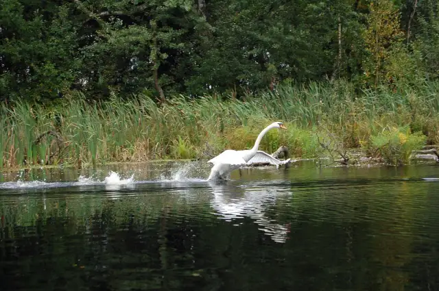 Jezioro Szczawińskie - tajemnice przyrody i ochrona ekosystemu