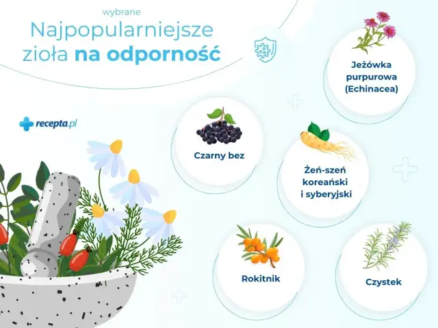 Najpopularniejsze zioła na odporność: jeżówka, czarny bez, żeń-szeń, rokitnik, czystek. Zobacz, co brać na odporność!