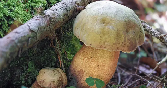 Borowik górski: jak wygląda i czy jest bezpieczny do zjedzenia?