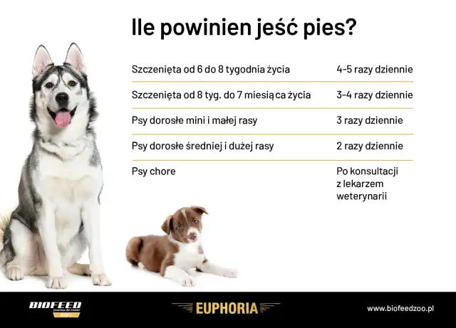 Tabela informuje, ile razy dziennie karmić szczeniaka i dorosłego psa. Husky i szczenię border collie.