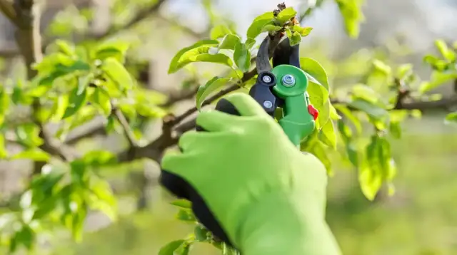 Kiedy i jak przycinać morele, aby uniknąć błędów i uzyskać plony