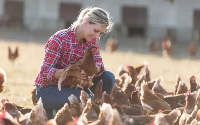 Jakie zboże dla kur zapewni zdrowie i lepszą nieśność?