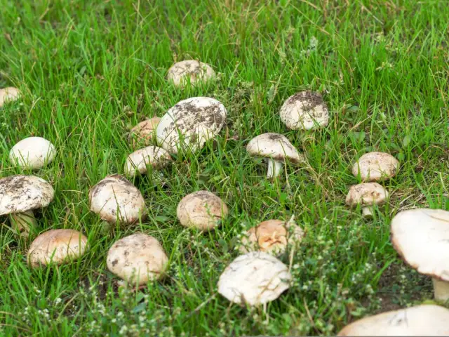 Kiedy sezon na pieczarki? Hodowlane cały rok, dzikie od maja