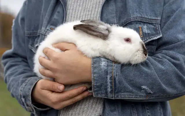 Kokcydioza u królików: Jak leczyć i ratować życie? Poradnik