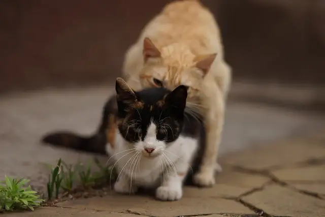 Dwa koty, jeden rudy, drugi trójkolorowy, siedzą na bruku.