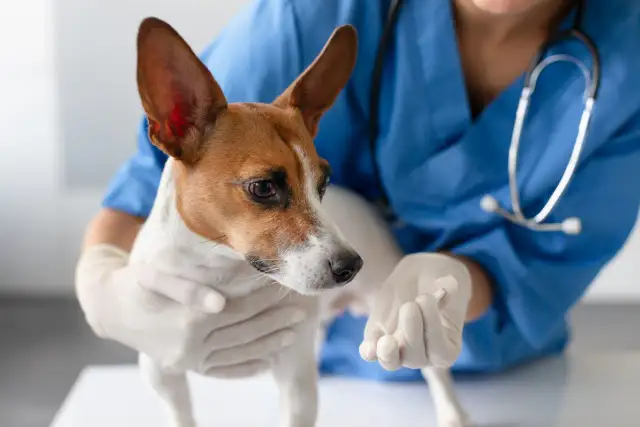 Papuga uciekła? Bez paniki! Bezpieczne schwytanie krok po kroku