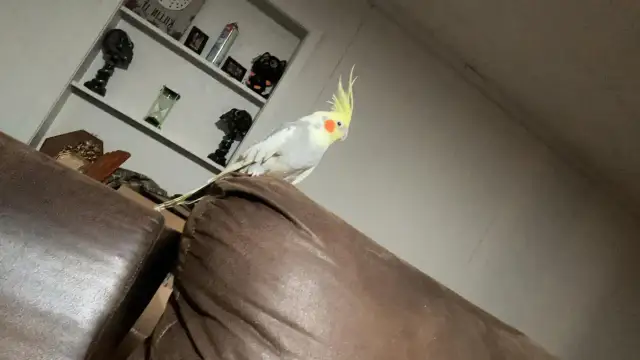 Oswajanie papugi nimfy: Zbuduj zaufanie krok po kroku!